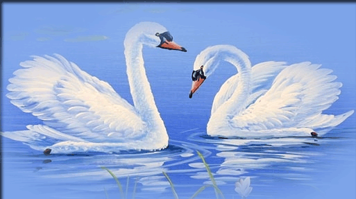 rub oiseaux